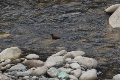 Brown Dipper / Cinclus pallasii