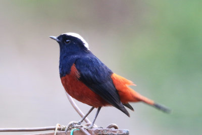 White-capped Redstart / Phoenicurus leucocephalus