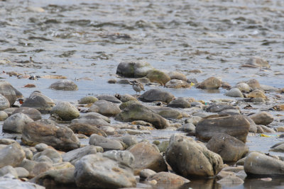 Long-billed Plover / Charadrius placidus