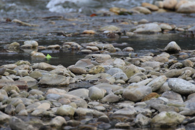 Long-billed Plover / Charadrius placidus