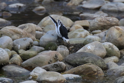 White Wagtail / Motacilla alba