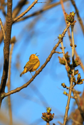 Paruline jaune / Setophaga petechia / Mangrove Warbler