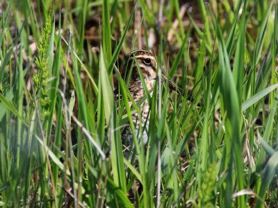 Bcassine de Wilson / Gallinago delicata / Wilson's Snipe