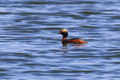 Grbe esclavon / Podiceps auritus / Horned Grebe