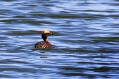 Grbe esclavon / Podiceps auritus / Horned Grebe