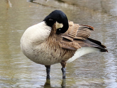 Bernache du Canada / Branta canadensis / Canada Goose