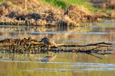 Bihoreau gris / Nycticorax nycticorax / Black-crowned Night Heron