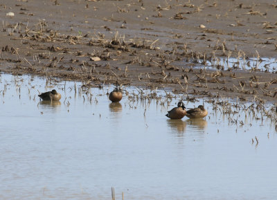Sarcelle  ailes bleues / Spatula discors / Blue-winged Teal