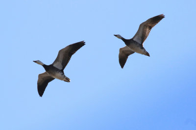 Oie des neiges Anser caerulescens - Snow Goose