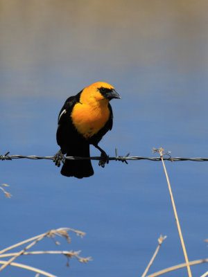 Carouge  tte jaune / Xanthocephalus xanthocephalus / Yellow-headed Blackbird