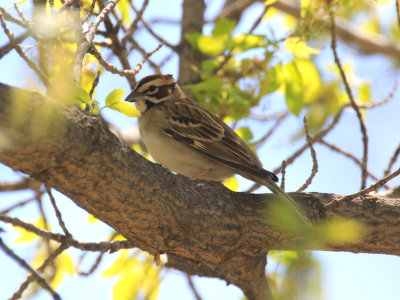 Bruant  joues marron / Chondestes grammacus - Lark Sparrow