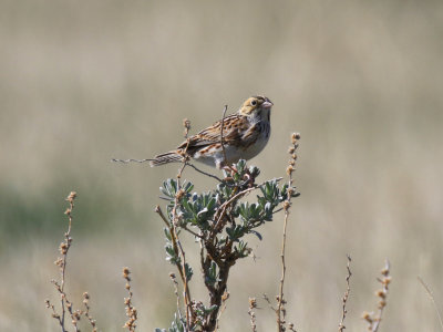Bruant de Baird / Ammodramus bairdii - Baird's Sparrow