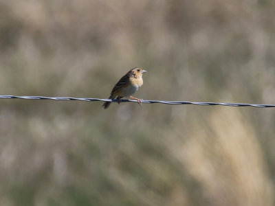Bruant sauterelle / Ammodramus savannarum - Grasshopper Sparrow