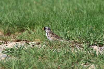 Bruant  face noire / Zonotrichia querula - Harris's Sparrow