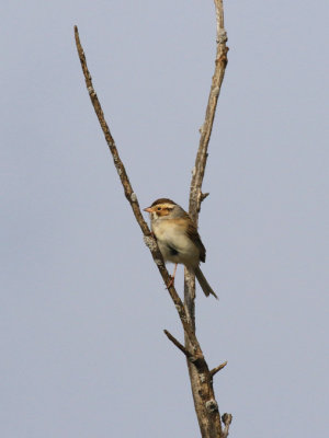 Bruant des plaines / Spizella pallida - Clay-colored Sparrow