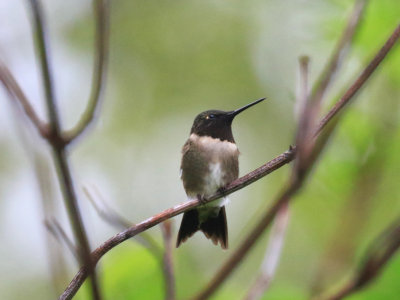 Colibri  gorge rubis / Archilochus colubris - Ruby-throated Hummingbird
