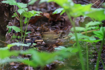 Paruline des ruisseaux / Parkesia noveboracensis - Northern Waterthrush