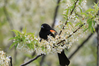 Carouge  paulettes / Agelaius phoeniceus / Red-winged Blackbird