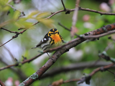 Paruline  gorge orange / Setophaga fusca - Blackburnian Warbler