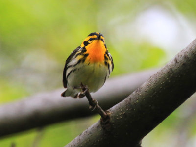 Paruline  gorge orange / Setophaga fusca - Blackburnian Warbler