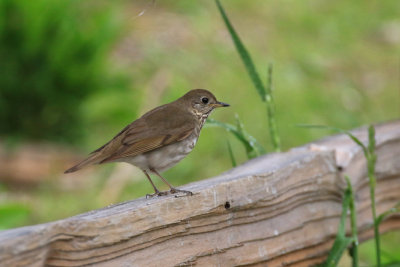 Grive  joues grises / Catharus minimus - Grey-cheeked Thrush