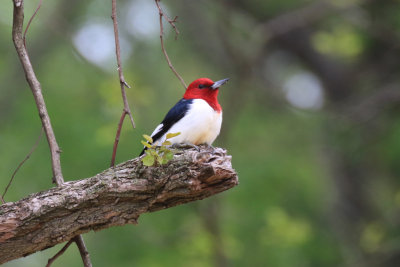 Pic  tte rouge / Melanerpes erythrocephalus - Red-headed Woodpecker