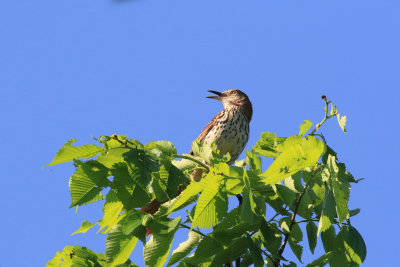 Moqueur roux / Toxostoma rufum - Brown Thrasher