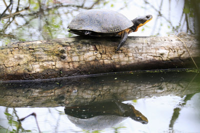 TORTUE MOUCHETE / Blanding's Turtle Emydoidea / blandingii