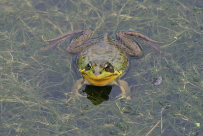 GRENOUILLE VERTE / Green Frog Lithobates / (Rana) clamitans melanota