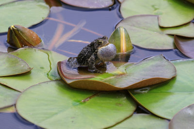 CRAPAUD D'AMRIQUE / American Toad Anaxyrus / (Bufo) americanus americanus