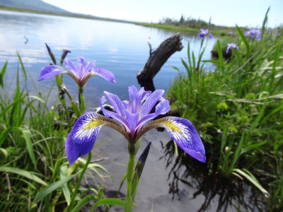 Iris versicolore / Iris versicolor / Harlequin Blue Flag