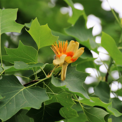 Tulipier de Virginie / Liriodendron tulipifera / American tulip tree