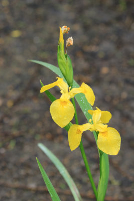Iris faux-acore / Iris pseudacorus / Yellow Iris