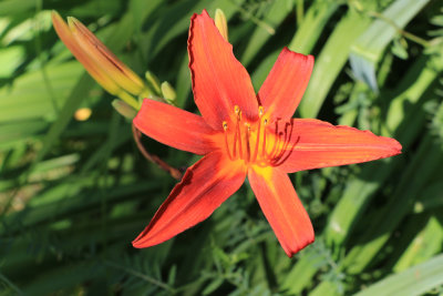 Hmrocalle fauve / Hemerocallis fulva / Orange Daylily