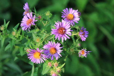 Aster de Nouvelle-Angleterre / Symphyotrichum novae-angliae / New England Aster