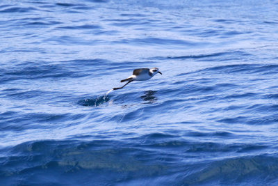 Ocanite frgate / Pelagodroma marina