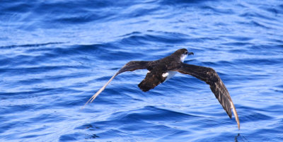 Puffin d'Audubon / Puffinus lherminieri