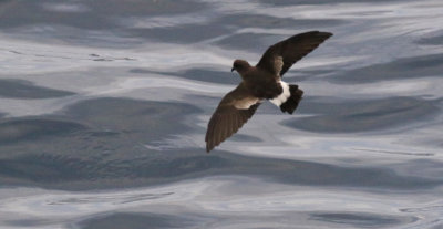 Wilson's Storm Petrel / Oceanites oceanicus - Ocanite de Wilson