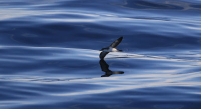 Puffin d'Audubon / Puffinus lherminieri