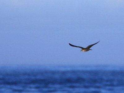 Labbe  longue queue / Stercorarius longicaudus