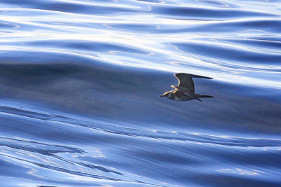 abbe  longue queue / Stercorarius longicaudus