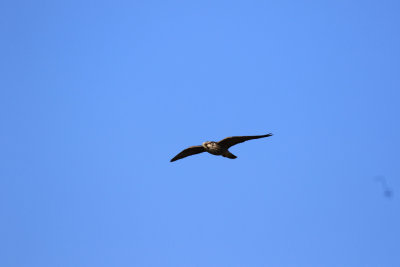 Faucon plerin / Peregrine Falcon / Falco peregrinus