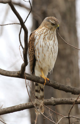 pervier de Cooper / Cooper's Hawk / Accipiter cooperii