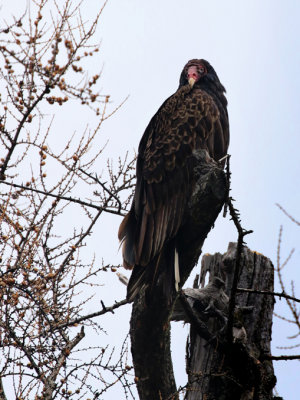 Urubu  tte rouge / Cathartes aura - Turkey Vulture