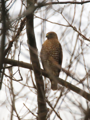 Buse  paulettes /  Buteo lineatus / Red-shouldered Hawk