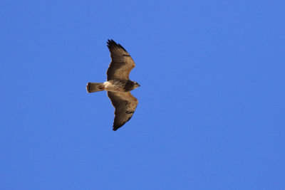 Buse de Swainson / Buteo swainsoni / Swainson's Hawk