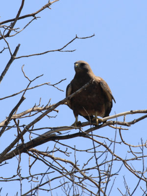 Buse de Swainson / Buteo swainsoni / Swainson's Hawk