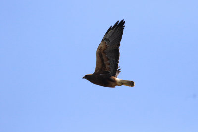 Buse de Swainson / Buteo swainsoni / Swainson's Hawk