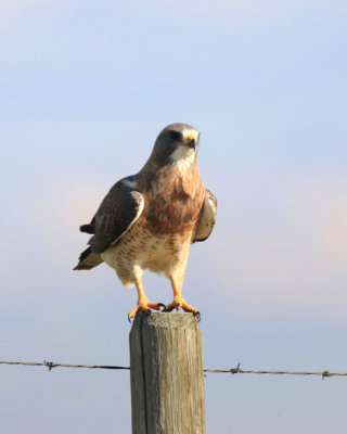 Buse de Swainson / Buteo swainsoni / Swainson's Hawk