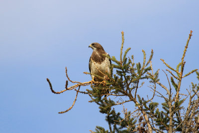 Buse de Swainson / Buteo swainsoni / Swainson's Hawk